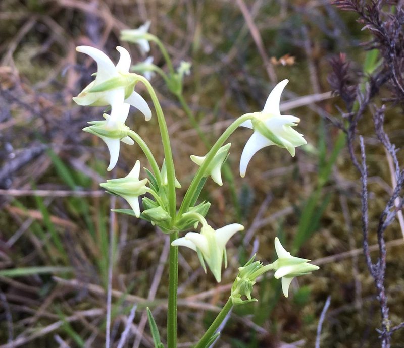 Halenia major, photographed by Andrew J. Crawford
