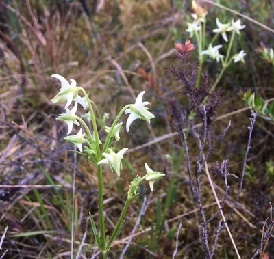 Halenia major, photographed by Andrew J. Crawford