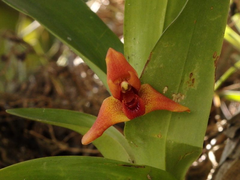 Maxillaria elatior, photographed by Victor De la Cruz