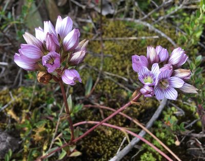 Gentianella corymbosa, photographed by Andrew J. Crawford