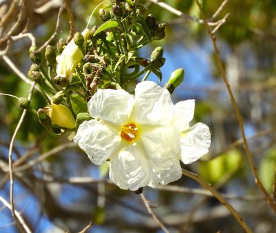 Ipomoea arborescens, photographed by Francisco Farriols Sarabia