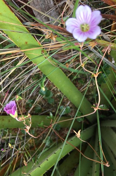 Geranium lainzii, photographed by Andrew J. Crawford
