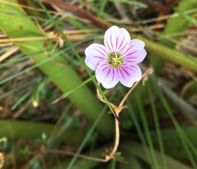 Geranium lainzii, photographed by Andrew J. Crawford