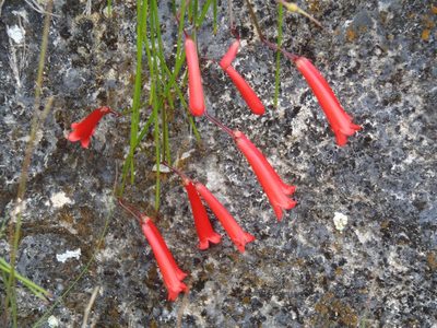 Russelia equisetiformis, photographed by Al Kordesch