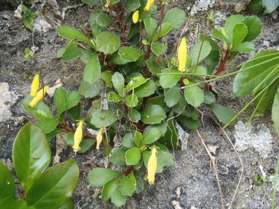 Gesneria citrina, photographed by Al Kordesch