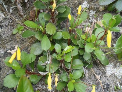 Gesneria citrina, photographed by Al Kordesch