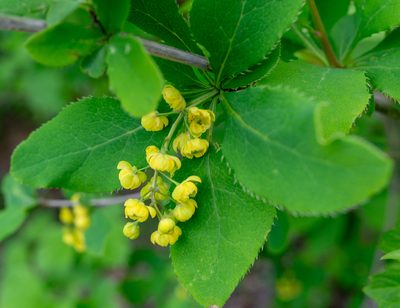Berberis amurensis, photographed by Yuan Zhuang