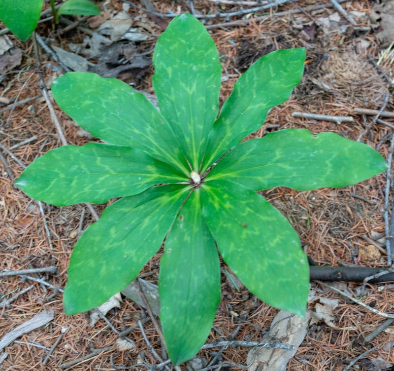 Lilium tsingtauense, photographed by Yuan Zhuang