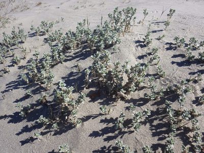 Atriplex leucophylla, photographed by Zack Abbey