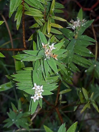 Pimelea tomentosa, photographed by Leon Perrie
