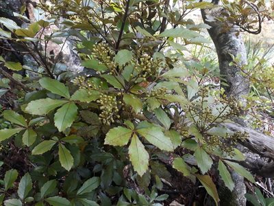 Pseudopanax discolor, photographed by Leon Perrie