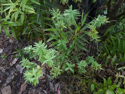 Pimelea tomentosa, photographed by Leon Perrie