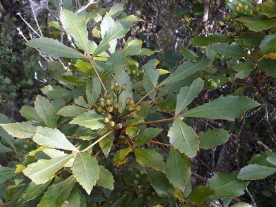 Pseudopanax discolor, photographed by Leon Perrie