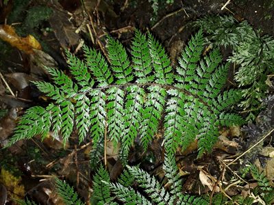 Polystichum silvaticum, photographed by Leon Perrie