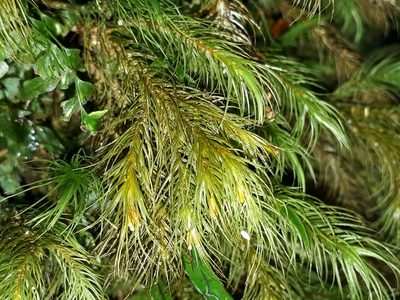 Cryptopodium bartramioides, photographed by Leon Perrie
