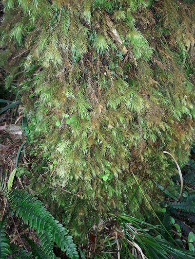 Cryptopodium bartramioides, photographed by Leon Perrie