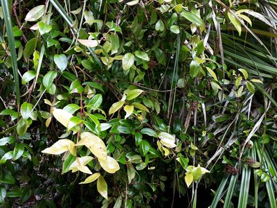 Metrosideros albiflora, photographed by Leon Perrie