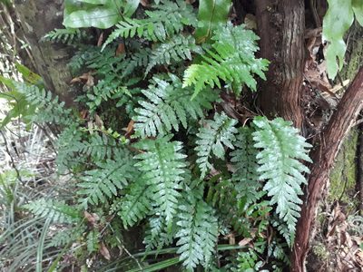 Asplenium lamprophyllum, photographed by Leon Perrie