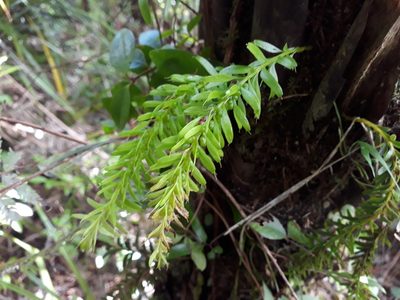 Tmesipteris sigmatifolia, photographed by Leon Perrie