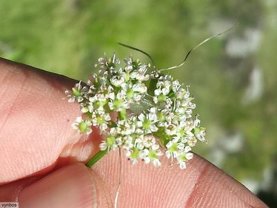 Itasina filifolia, photographed by Chris Vynbos