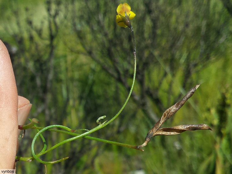 Lebeckia wrightii, photographed by Chris Vynbos