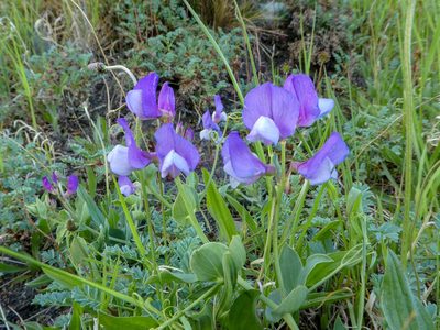 Lathyrus magellanicus, photographed by Philipp Pavelka