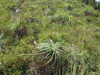 Xanthorrhoea pumilio, photographed by coenobita