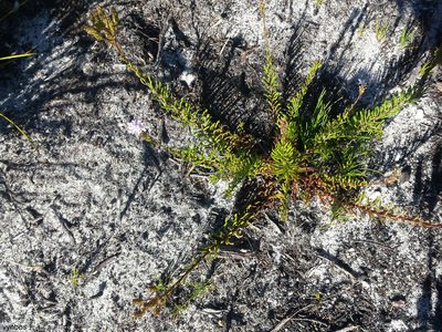 Pseudoselago gracilis, photographed by Chris Vynbos