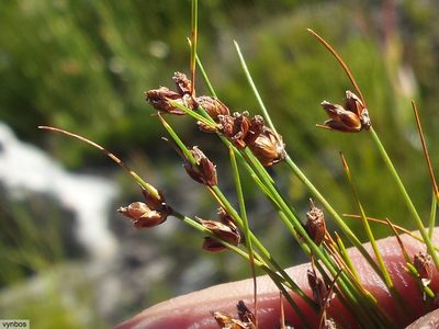 Ficinia pinguior, photographed by Chris Vynbos