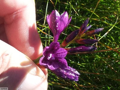 Thereianthus bracteolatus, photographed by Chris Vynbos