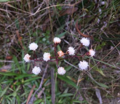 Ageratina gracilis, photographed by Andrew J. Crawford