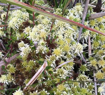 Sphagnum magellanicum, photographed by Andrew J. Crawford