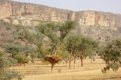 Faidherbia albida, photographed by Thibaud Aronson