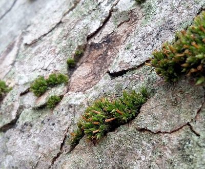 Orthotrichum tenellum, photographed by George Greiff