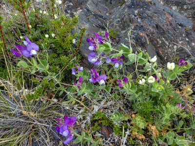 Lathyrus magellanicus, photographed by Philipp Pavelka