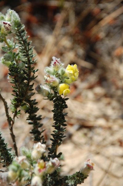 Aspalathus dasyantha, photographed by Charles Stirton