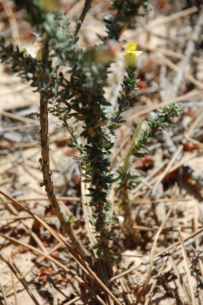 Aspalathus dasyantha, photographed by Charles Stirton