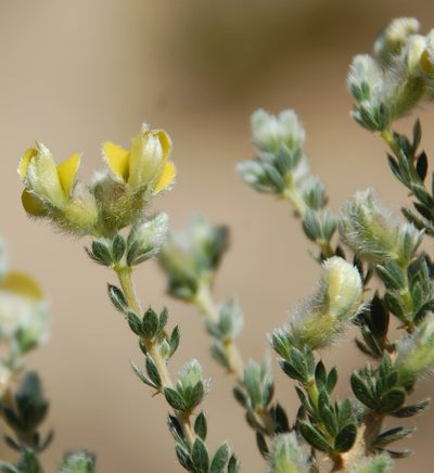 Aspalathus dasyantha, photographed by Charles Stirton