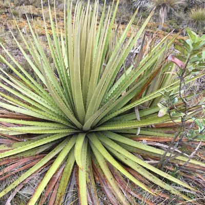 Puya goudotiana, photographed by Andrew J. Crawford