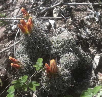 Coryphantha jalpanensis, photographed by Pedro Nájera Quezada