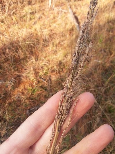 Erianthus contortus, photographed by Will McFarland