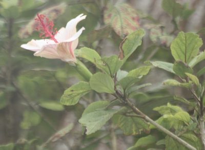 Hibiscus waimeae, photographed by Scott Loarie