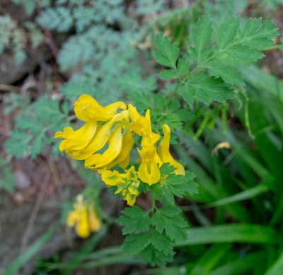 Corydalis pallida, photographed by Yuan Zhuang