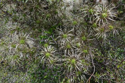 Clematis marata, photographed by John Barkla