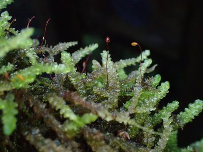 Weymouthia cochlearifolia, photographed by Penelope Noel Gillette