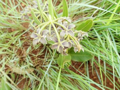 Asclepias fulva, photographed by Peter Warren