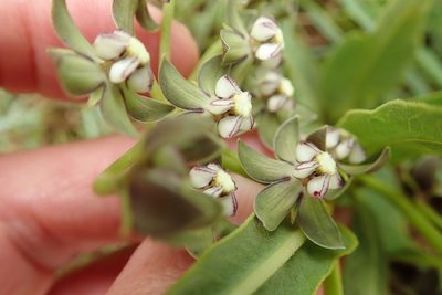 Asclepias fulva, photographed by Peter Warren