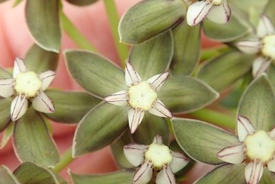 Asclepias fulva, photographed by Peter Warren