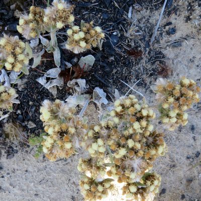 Helichrysum spiralepis, photographed by Di Turner