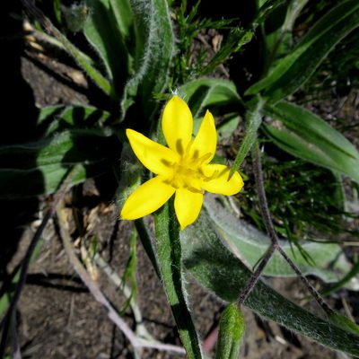 Hypoxis villosa, photographed by Di Turner